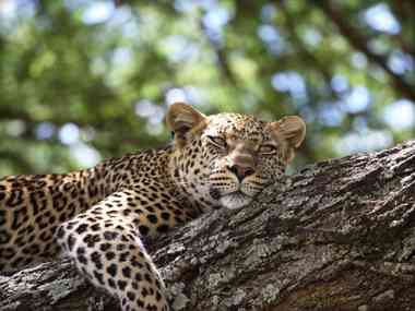 Luxury Migration, Lake & Crater Safari